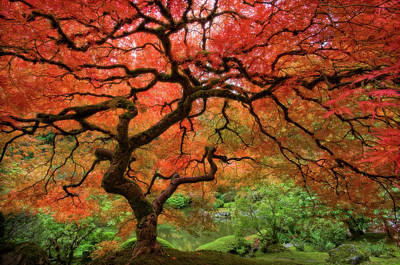 Japenese Garden, Portland Art Print